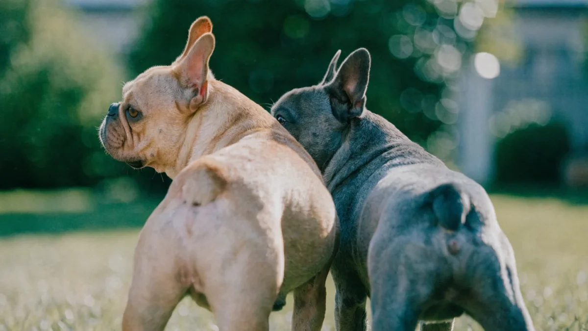 French Bulldog Color Genetics: Why Rare Colors Come With Hidden Risks