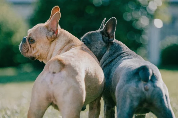 Fawn and blue-grey French Bulldogs together outdoors, showing contrasting coat color genetics