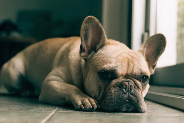 French Bulldog resting calmly on a cool tiled floor indoors