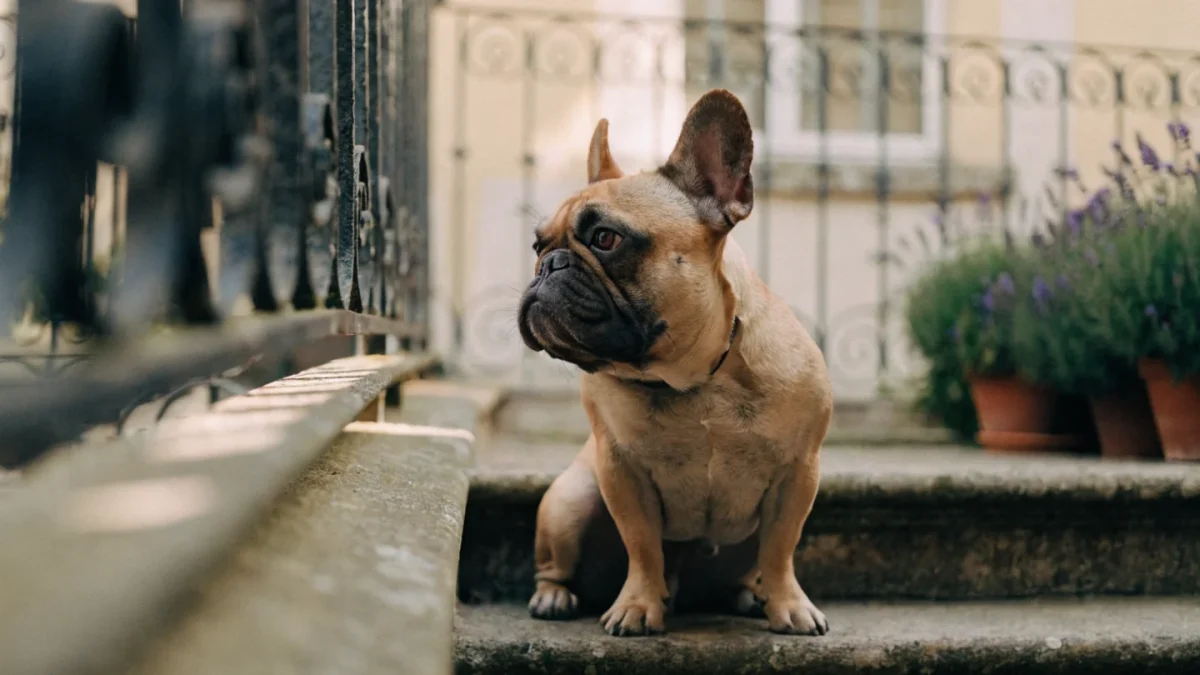 French Bulldog: The Complete Breed Guide