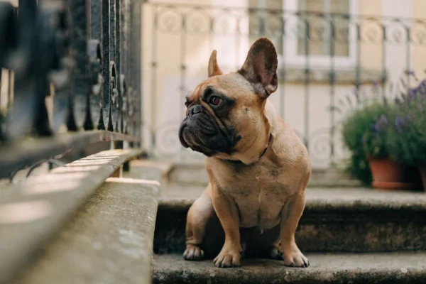 Fawn French Bulldog with dark mask sitting on a stone step in a sunlit courtyard with lavender in the background