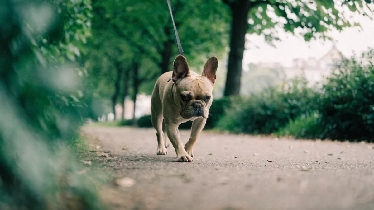 French Bulldog Exercise Needs: How Much Is Enough for a Brachycephalic Breed?