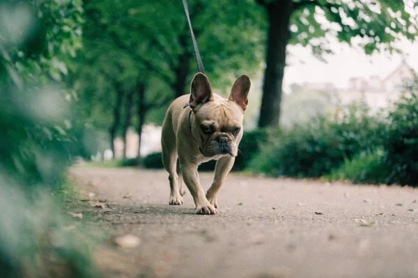 Fawn French Bulldog with bat ears walking on a leash along a shaded park path