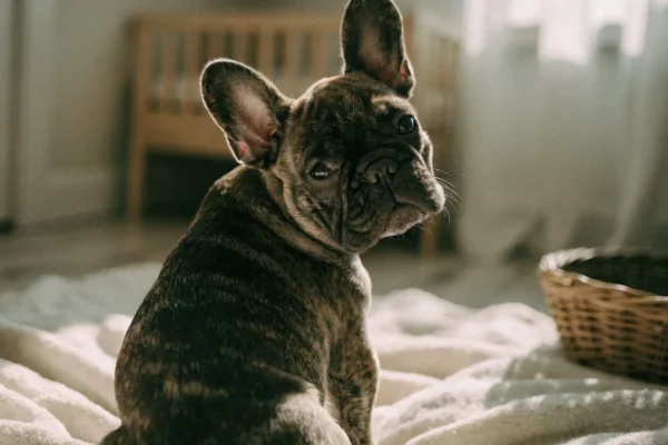 French Bulldog puppy sitting on a blanket in a bright room