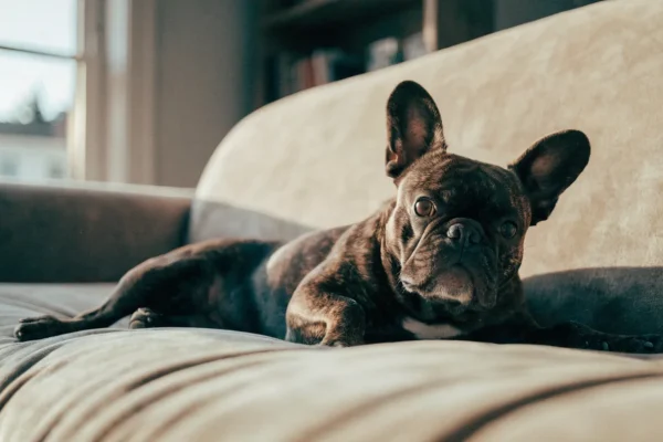 Brindle French Bulldog lying on a cream sofa with a quizzical head tilt in warm afternoon light