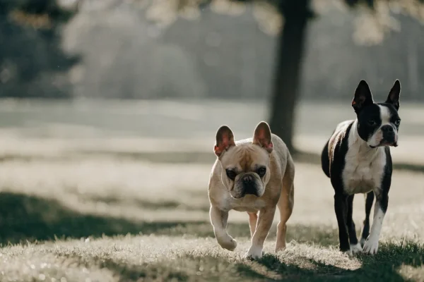 French Bulldog and Boston Terrier standing together on a grassy park path