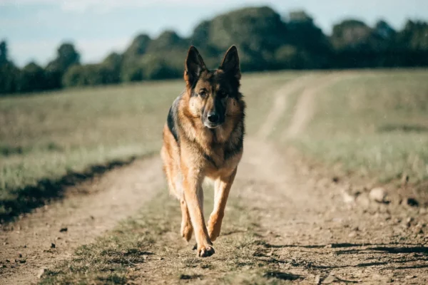 German Shepherd trotting along a dirt trail through an open field