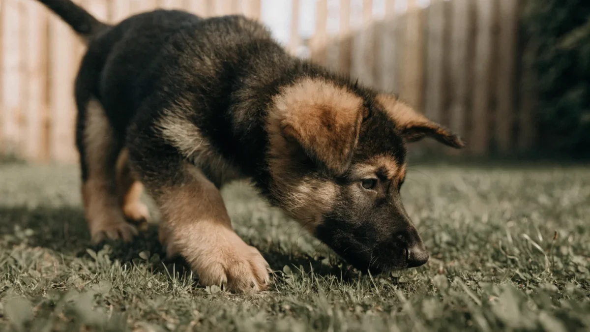 German Shepherd Puppy Buying Guide: Red Flags and Green Lights