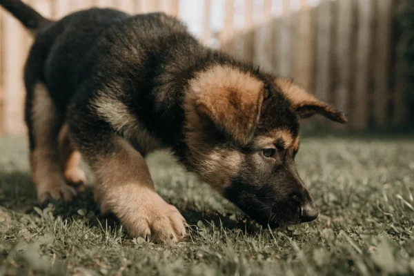 Black and tan German Shepherd puppy exploring a grassy backyard