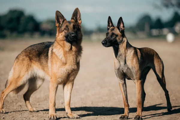German Shepherd standing beside a leaner Belgian Malinois showing their build differences