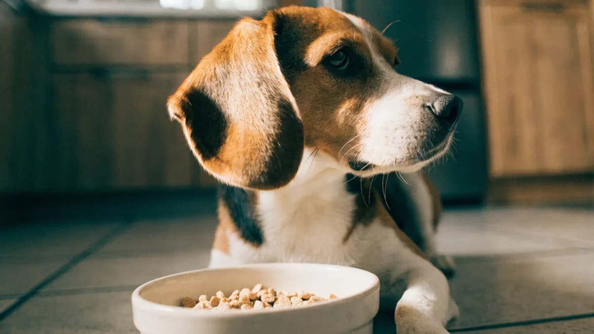 Small beagle dog sitting calmly next to a food bowl in a kitchen
