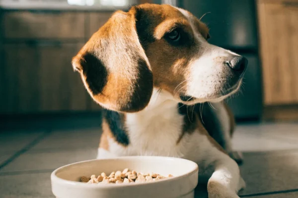 Small beagle dog sitting calmly next to a food bowl in a kitchen