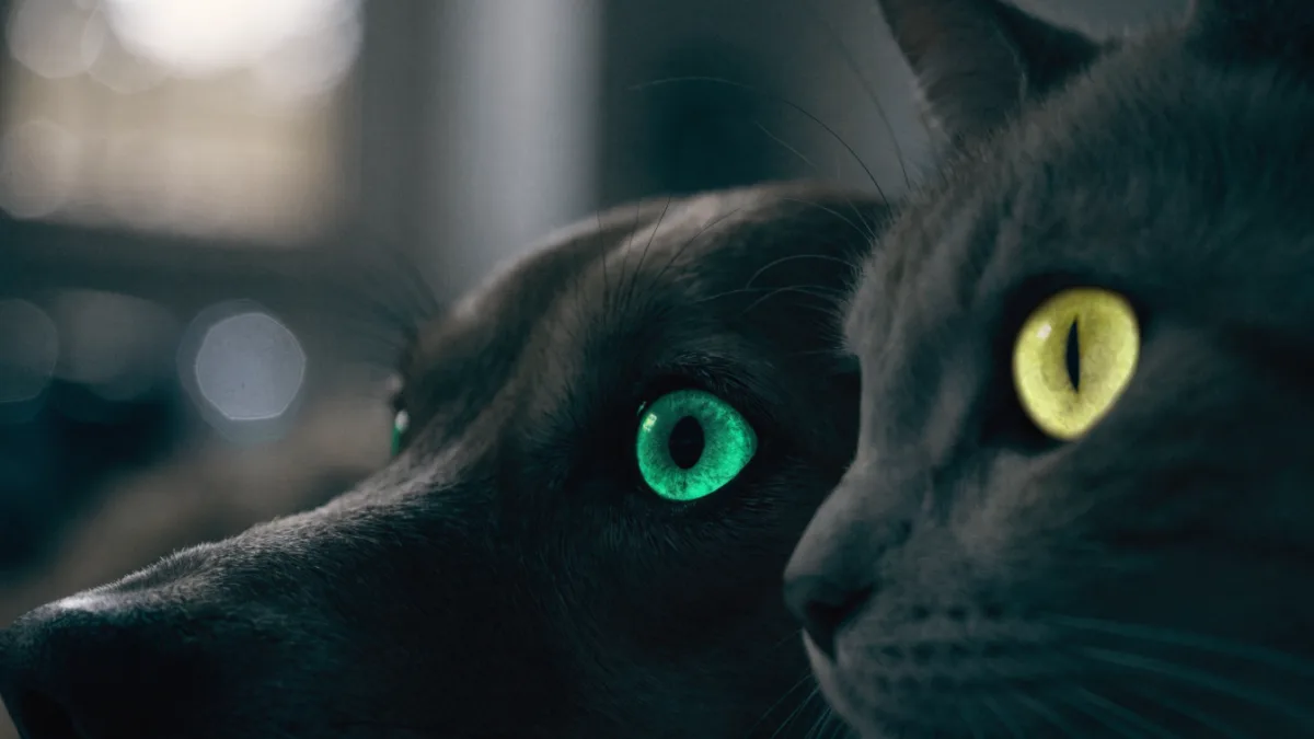 Glowing Eyes and Night Vision: The Science of the Canine and Feline Tapetum Lucidum