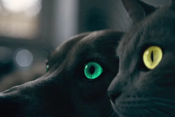 A dog and cat in the dark, showcasing their glowing eyes and superior night vision thanks to the tapetum lucidum.