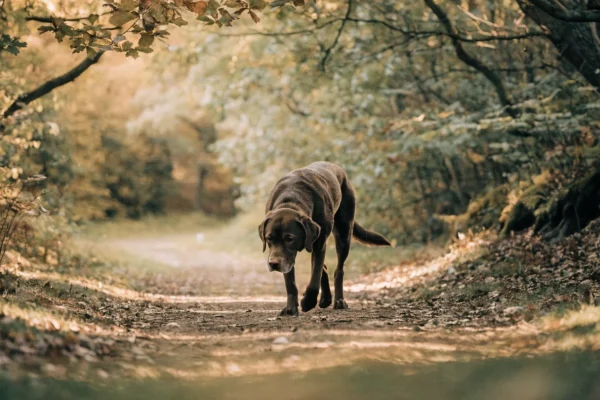 Senior Labrador retriever walking outdoors, illustrating joint health considerations for older dogs