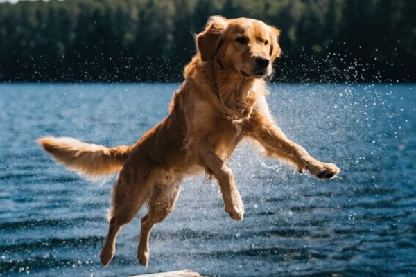 Golden retriever running through shallow water at a lakeside beach with water splashing around its legs