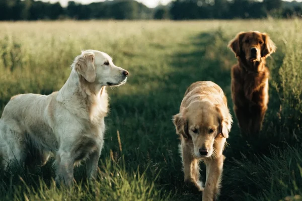 Three golden retrievers with visibly different coat shades sitting together on green grass in natural daylight