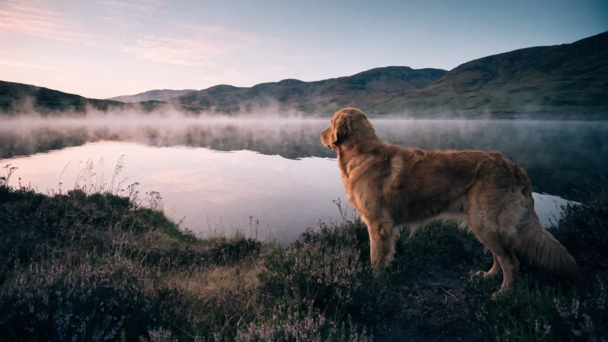 History of the Golden Retriever: From Scottish Highlands to Family Favorite