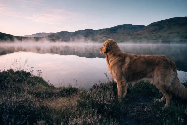 Golden retriever standing at the edge of a misty Scottish loch at dawn with Highland hills in the background