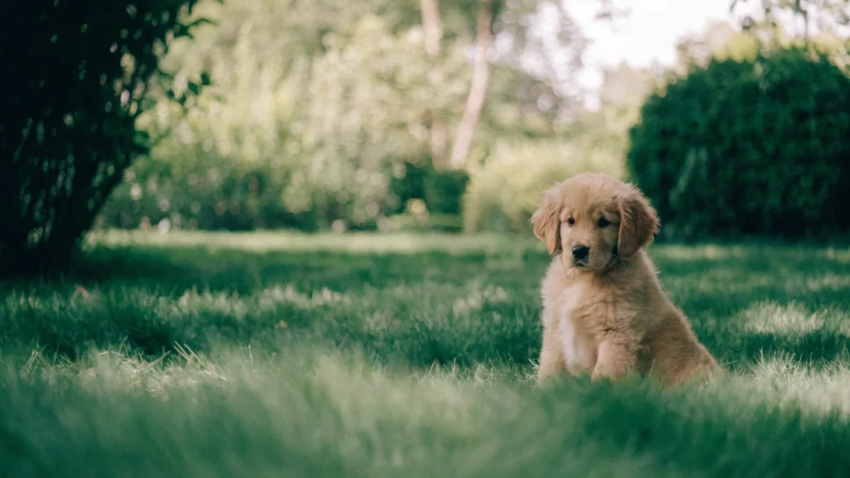Golden Retriever Puppy Buying Guide: What to Look For
