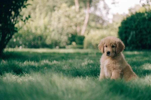 Golden retriever puppy sitting in grass with soft natural lighting and a blurred garden background