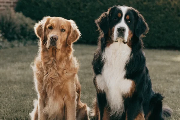 Golden Retriever and Bernese Mountain Dog sitting side by side outdoors