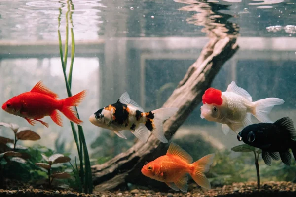 Five different goldfish varieties swimming together in a large planted aquarium