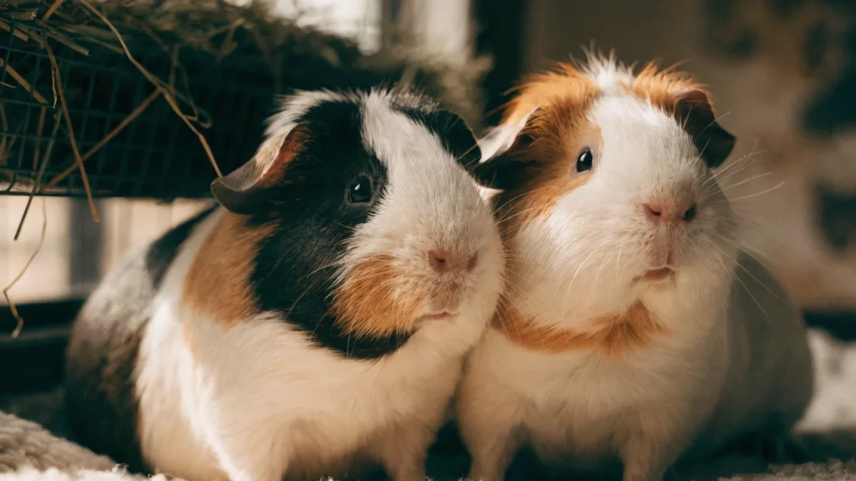 Complete Guinea Pig Care Guide: Housing, Diet, Social Needs, and Health