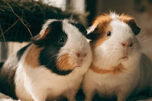 Two guinea pigs sitting together in a spacious enclosure with fleece bedding and a hay rack