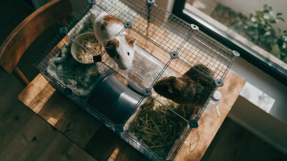 Guinea Pig Housing: Cage Size, C&C Cages, and Indoor Setup