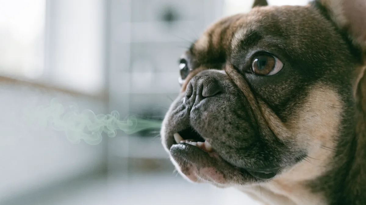 Halitosis and Health: What Bad Breath Reveals About Your Pet’s Organs