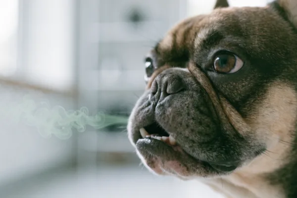 A close-up of a French Bulldog exhaling, illustrating how halitosis can signal underlying systemic health issues.