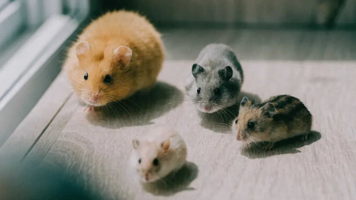 Hamster Species Compared: Syrian, Dwarf, Roborovski, and Chinese