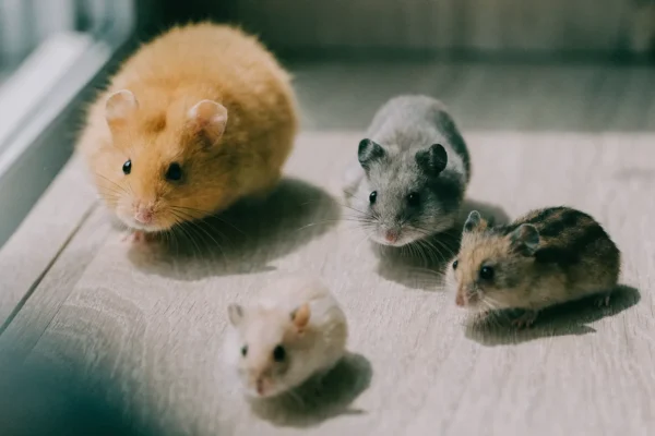 Four hamster species side by side showing size and appearance differences