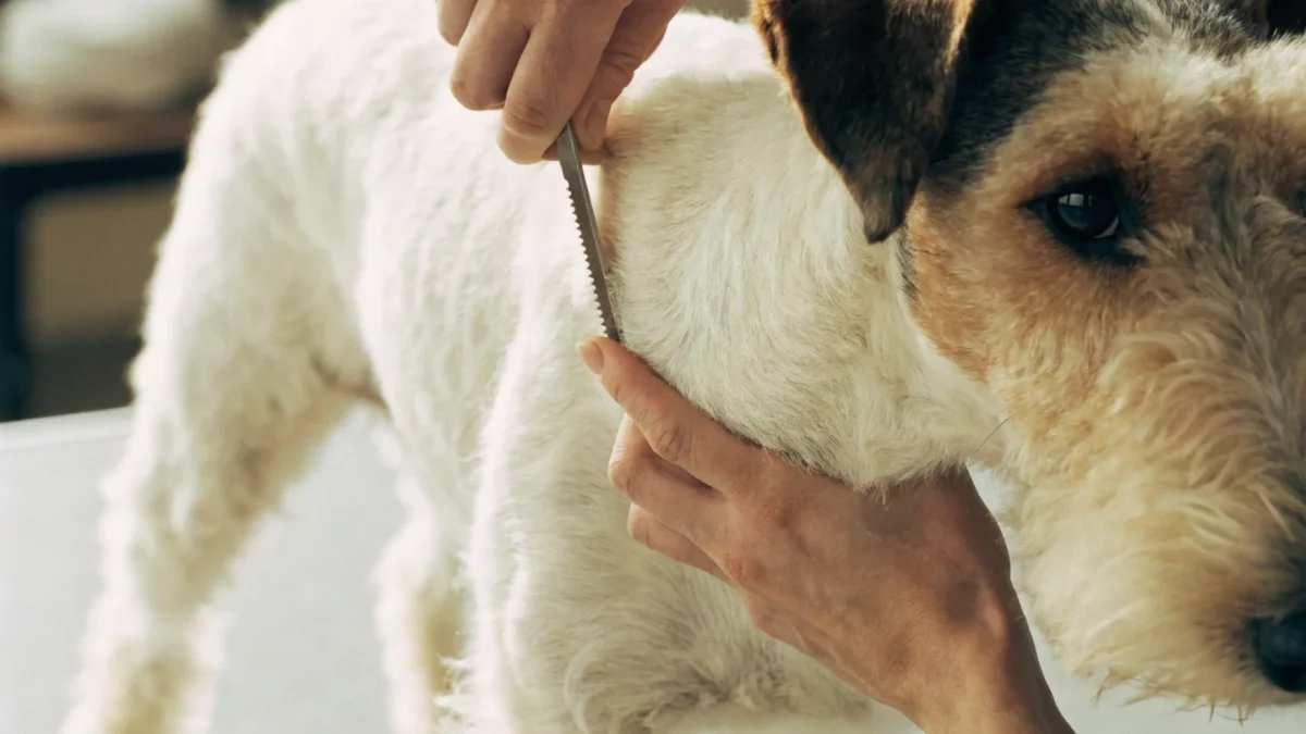 Hand Stripping Dogs: The Complete Technique Guide