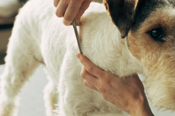 Wire Fox Terrier being hand stripped on a grooming table, stripping knife pulling dead outer coat from the back
