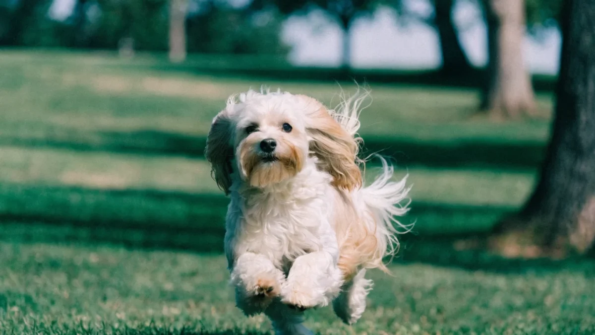5 Common Misconceptions About Havanese Dogs