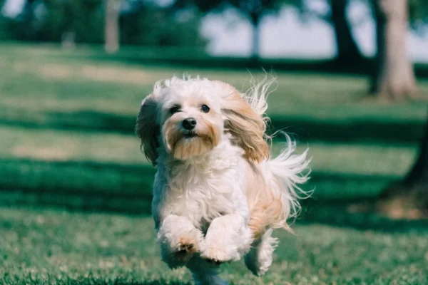 White and cream Havanese with a long silky coat playing energetically in a park