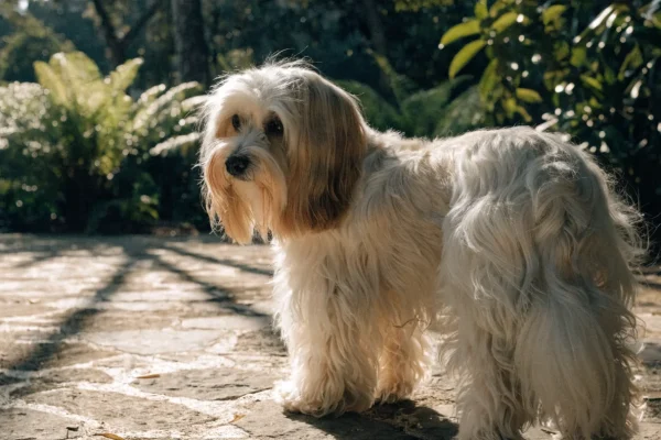 Cream and white Havanese standing on a stone terrace with tropical greenery in warm golden-hour light