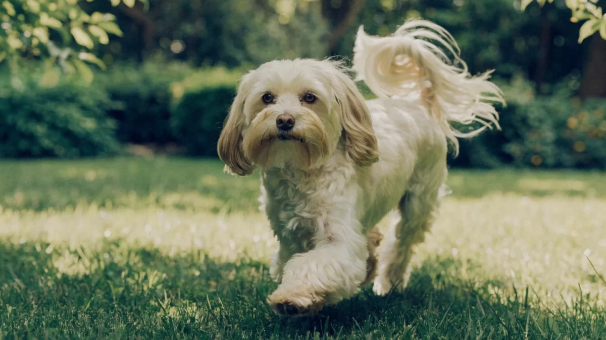 Havanese Exercise Needs: Keeping a Companion Breed Active
