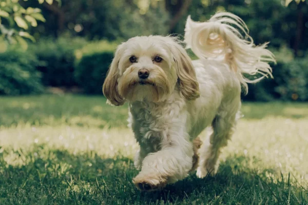Small cream Havanese trotting playfully across a sunlit backyard lawn