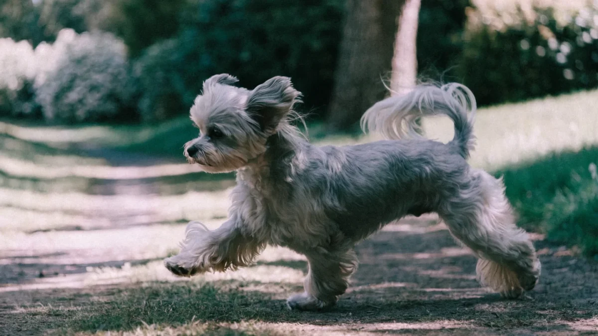 Havanese Genetics: Coat Types, Color Fading, and Breed-Specific Health DNA
