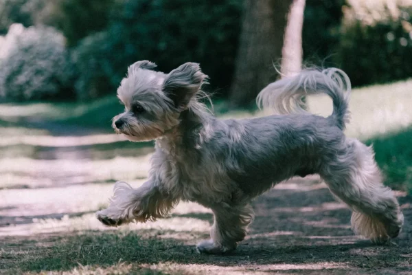Silver-gray Havanese dog with a long wavy coat walking along a garden path