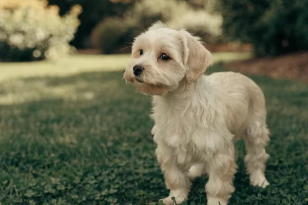 Small cream Havanese puppy with a wavy coat standing on a grassy lawn