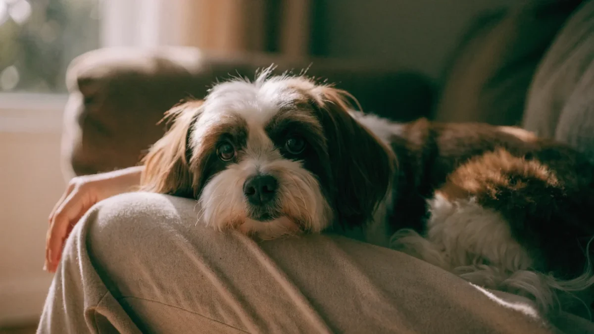 Havanese Temperament: The Velcro Dog of the Bichon Family