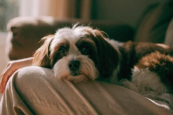 Chocolate and white Havanese resting in owner's lap on a sofa with warm natural window light