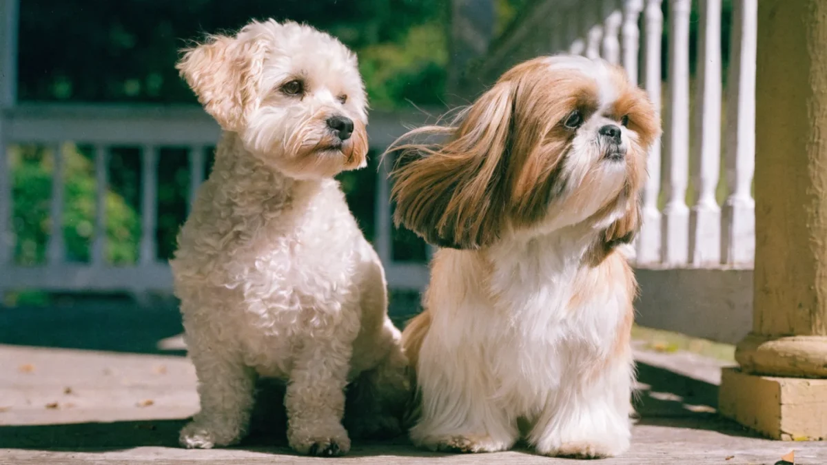 Havanese vs Shih Tzu: Companion Breeds Compared