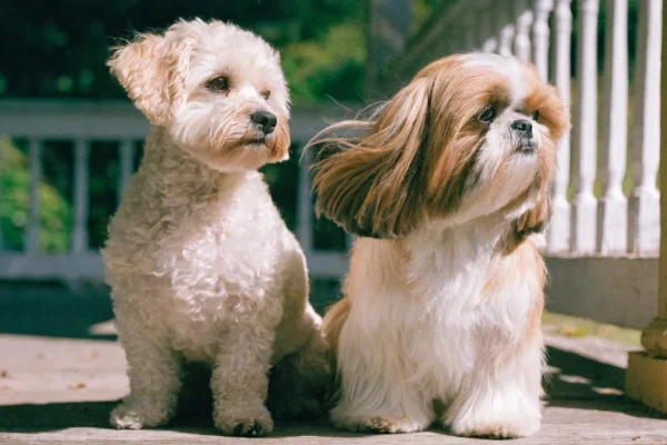 Havanese and Shih Tzu sitting side by side on a sunlit porch step