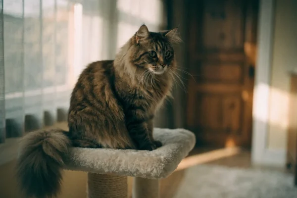 Maine Coon cat resting at home, a breed genetically predisposed to hypertrophic cardiomyopathy