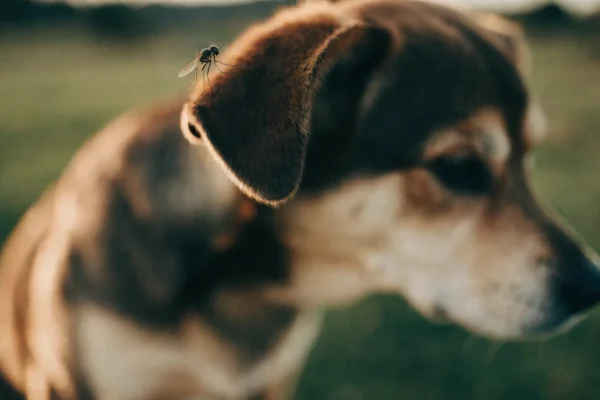 Mosquito on dog's ear representing heartworm disease transmission vector